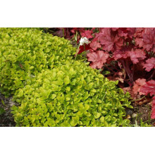 Душиця/ Орегано / Материнка звичайна Ауреа | Origanum vulgare Aurea | Душица / Орегано / Материнка обычная Ауреа