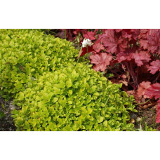 Душиця/ Орегано / Материнка звичайна Ауреа | Origanum vulgare Aurea | Душица / Орегано / Материнка обычная Ауреа