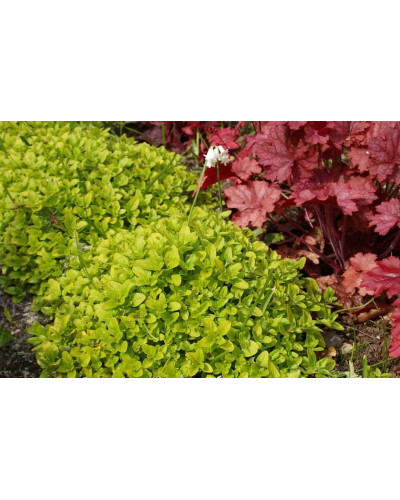 Душиця/ Орегано / Материнка звичайна Ауреа | Origanum vulgare Aurea | Душица / Орегано / Материнка обычная Ауреа