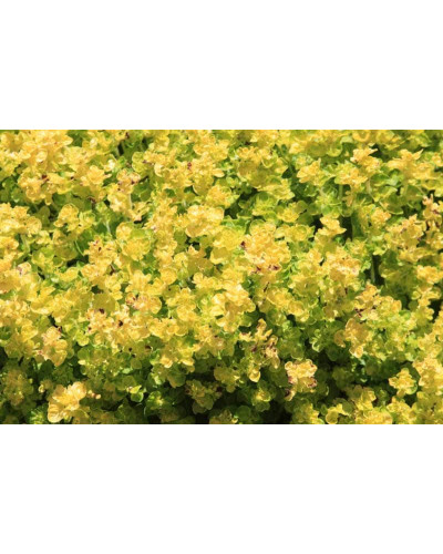 Душиця/ Орегано / Материнка звичайна Ауреа | Origanum vulgare Aurea | Душица / Орегано / Материнка обычная Ауреа