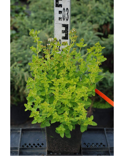 Душиця/ Орегано / Материнка звичайна Ауреа | Origanum vulgare Aurea | Душица / Орегано / Материнка обычная Ауреа