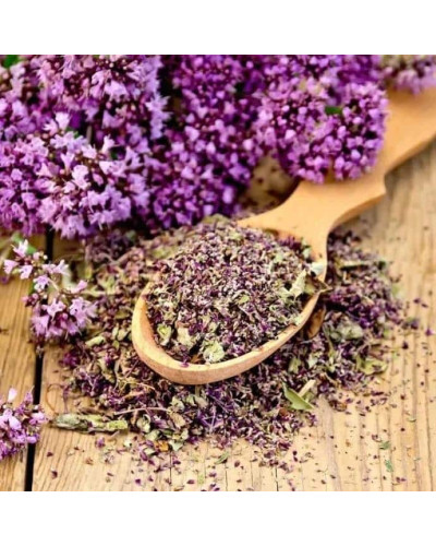 Душиця/ Орегано / Материнка звичайна Ауреа | Origanum vulgare Aurea | Душица / Орегано / Материнка обычная Ауреа