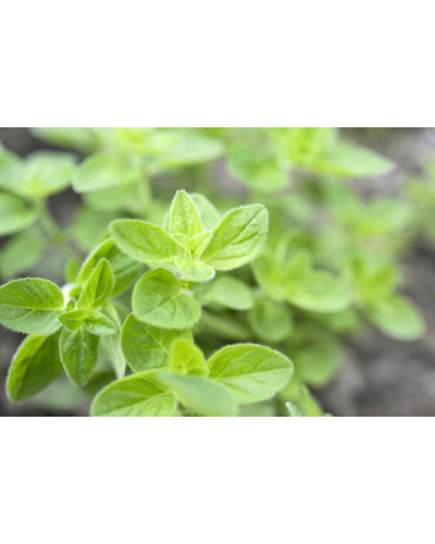Душиця/ Орегано / Материнка звичайна Ауреа | Origanum vulgare Aurea | Душица / Орегано / Материнка обычная Ауреа