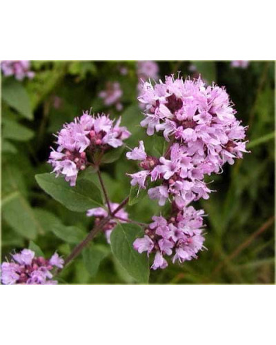 Душиця/ Орегано / Материнка звичайна Ауреа | Origanum vulgare Aurea | Душица / Орегано / Материнка обычная Ауреа