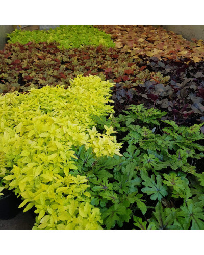 Душиця/ Орегано / Материнка звичайна Ауреа | Origanum vulgare Aurea | Душица / Орегано / Материнка обычная Ауреа