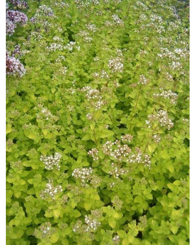 Душиця/ Орегано / Материнка звичайна Ауреа | Origanum vulgare Aurea | Душица / Орегано / Материнка обычная Ауреа