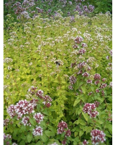Душиця/ Орегано / Материнка звичайна Ауреа | Origanum vulgare Aurea | Душица / Орегано / Материнка обычная Ауреа