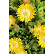 Делосперма Йеллоу Айс Плант | Delosperma nubigenum Yellow Ice Plant | Делосперма Йеллоу Айс Плант