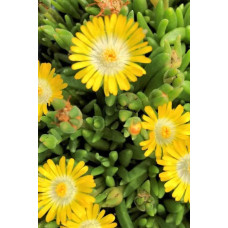 Делосперма Йеллоу Айс Плант | Delosperma nubigenum Yellow Ice Plant | Делосперма Йеллоу Айс Плант