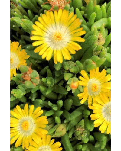 Делосперма Йеллоу Айс Плант | Delosperma nubigenum Yellow Ice Plant | Делосперма Йеллоу Айс Плант