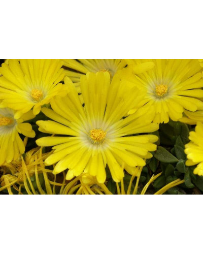 Делосперма Йеллоу Айс Плант | Delosperma nubigenum Yellow Ice Plant | Делосперма Йеллоу Айс Плант