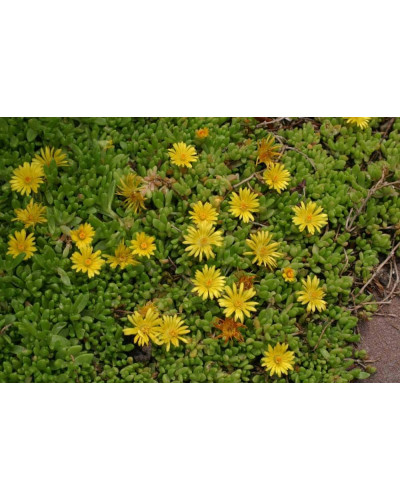 Делосперма Йеллоу Айс Плант | Delosperma nubigenum Yellow Ice Plant | Делосперма Йеллоу Айс Плант
