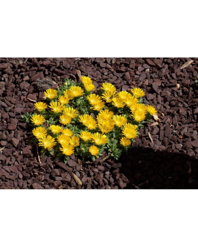 Делосперма Йеллоу Айс Плант | Delosperma nubigenum Yellow Ice Plant | Делосперма Йеллоу Айс Плант