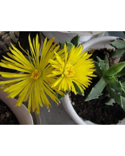Делосперма Йеллоу Айс Плант | Delosperma nubigenum Yellow Ice Plant | Делосперма Йеллоу Айс Плант