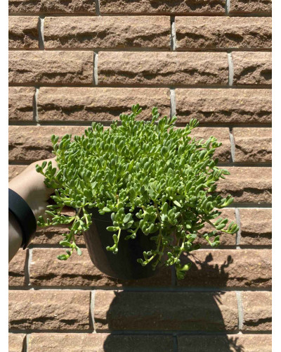 Делосперма Йеллоу Айс Плант | Delosperma nubigenum Yellow Ice Plant | Делосперма Йеллоу Айс Плант