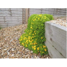 Делосперма Йеллоу Айс Плант | Delosperma nubigenum Yellow Ice Plant | Делосперма Йеллоу Айс Плант
