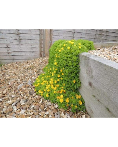 Делосперма Йеллоу Айс Плант | Delosperma nubigenum Yellow Ice Plant | Делосперма Йеллоу Айс Плант