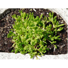 Делосперма Йеллоу Айс Плант | Delosperma nubigenum Yellow Ice Plant | Делосперма Йеллоу Айс Плант