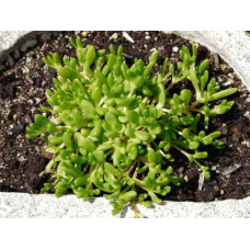 Делосперма Йеллоу Айс Плант | Delosperma nubigenum Yellow Ice Plant | Делосперма Йеллоу Айс Плант