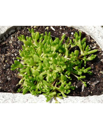 Делосперма Йеллоу Айс Плант | Delosperma nubigenum Yellow Ice Plant | Делосперма Йеллоу Айс Плант