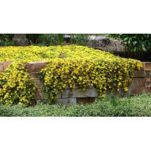 Делосперма Йеллоу Айс Плант | Delosperma nubigenum Yellow Ice Plant | Делосперма Йеллоу Айс Плант