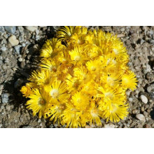 Делосперма Йеллоу Айс Плант | Delosperma nubigenum Yellow Ice Plant | Делосперма Йеллоу Айс Плант