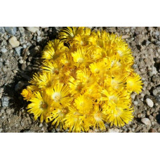Делосперма Йеллоу Айс Плант | Delosperma nubigenum Yellow Ice Plant | Делосперма Йеллоу Айс Плант