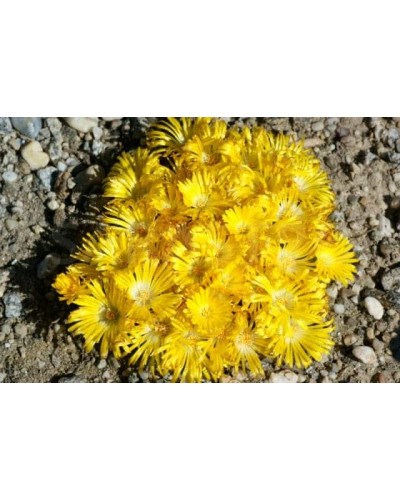 Делосперма Йеллоу Айс Плант | Delosperma nubigenum Yellow Ice Plant | Делосперма Йеллоу Айс Плант