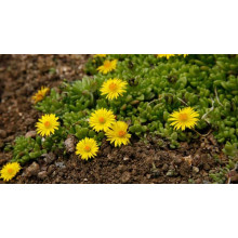Делосперма Йеллоу Айс Плант | Delosperma nubigenum Yellow Ice Plant | Делосперма Йеллоу Айс Плант