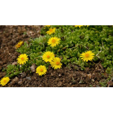 Делосперма Йеллоу Айс Плант | Delosperma nubigenum Yellow Ice Plant | Делосперма Йеллоу Айс Плант