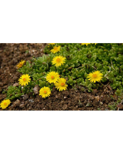 Делосперма Йеллоу Айс Плант | Delosperma nubigenum Yellow Ice Plant | Делосперма Йеллоу Айс Плант