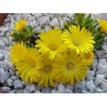 Делосперма Йеллоу Айс Плант | Delosperma nubigenum Yellow Ice Plant | Делосперма Йеллоу Айс Плант