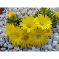 Делосперма Йеллоу Айс Плант | Delosperma nubigenum Yellow Ice Plant | Делосперма Йеллоу Айс Плант
