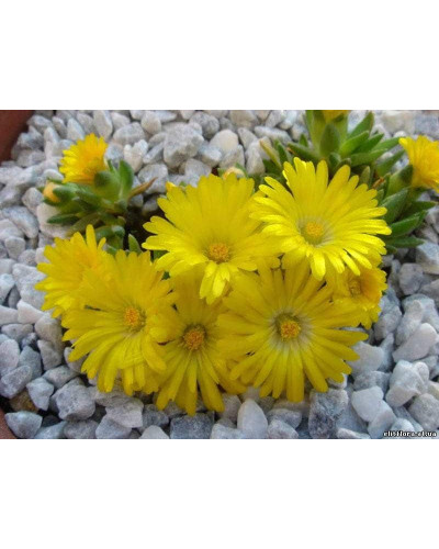 Делосперма Йеллоу Айс Плант | Delosperma nubigenum Yellow Ice Plant | Делосперма Йеллоу Айс Плант