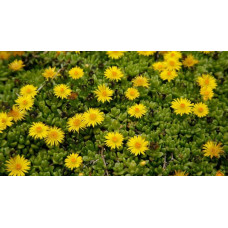 Делосперма Йеллоу Айс Плант | Delosperma nubigenum Yellow Ice Plant | Делосперма Йеллоу Айс Плант