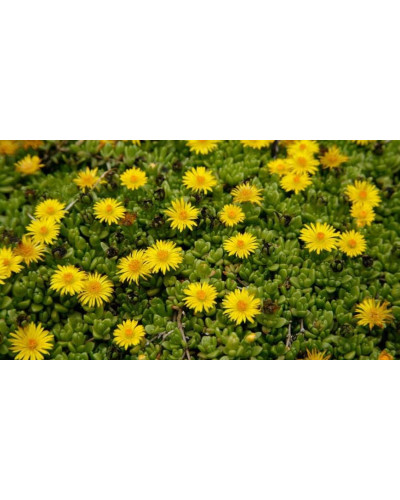 Делосперма Йеллоу Айс Плант | Delosperma nubigenum Yellow Ice Plant | Делосперма Йеллоу Айс Плант