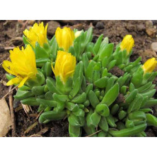 Делосперма Йеллоу Айс Плант | Delosperma nubigenum Yellow Ice Plant | Делосперма Йеллоу Айс Плант