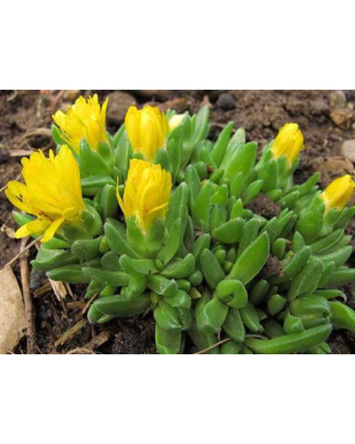 Делосперма Йеллоу Айс Плант | Delosperma nubigenum Yellow Ice Plant | Делосперма Йеллоу Айс Плант