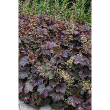 Гейхера дрібноквіткова Палас Пурпл | Heuchera micrantha Palace Purple | Гейхера мелкоцветковая Палас Пурпл