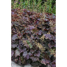Гейхера дрібноквіткова Палас Пурпл | Heuchera micrantha Palace Purple | Гейхера мелкоцветковая Палас Пурпл