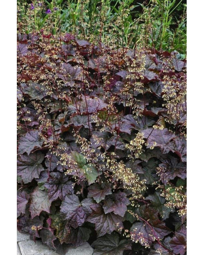 Гейхера дрібноквіткова Палас Пурпл | Heuchera micrantha Palace Purple | Гейхера мелкоцветковая Палас Пурпл