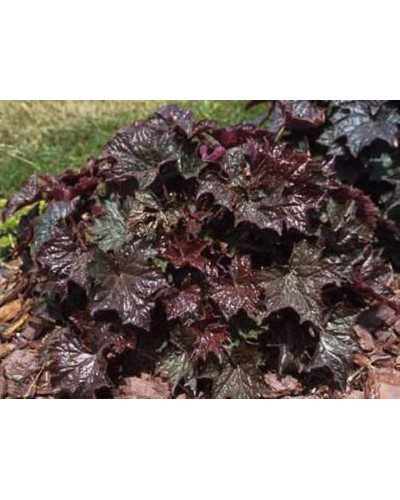 Гейхера дрібноквіткова Палас Пурпл | Heuchera micrantha Palace Purple | Гейхера мелкоцветковая Палас Пурпл