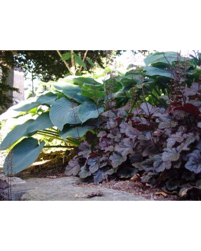 Гейхера дрібноквіткова Палас Пурпл | Heuchera micrantha Palace Purple | Гейхера мелкоцветковая Палас Пурпл
