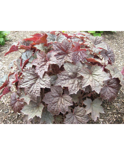 Гейхера дрібноквіткова Палас Пурпл | Heuchera micrantha Palace Purple | Гейхера мелкоцветковая Палас Пурпл