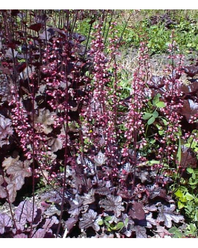 Гейхера дрібноквіткова Палас Пурпл | Heuchera micrantha Palace Purple | Гейхера мелкоцветковая Палас Пурпл