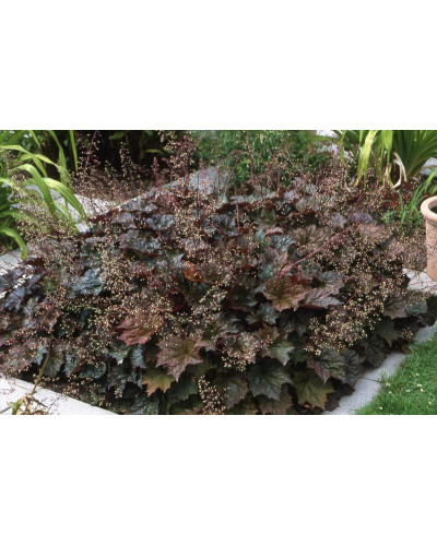 Гейхера дрібноквіткова Палас Пурпл | Heuchera micrantha Palace Purple | Гейхера мелкоцветковая Палас Пурпл