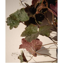 Гейхера дрібноквіткова Палас Пурпл | Heuchera micrantha Palace Purple | Гейхера мелкоцветковая Палас Пурпл