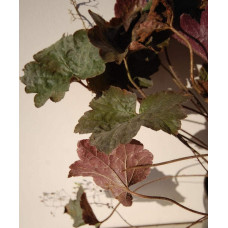 Гейхера дрібноквіткова Палас Пурпл | Heuchera micrantha Palace Purple | Гейхера мелкоцветковая Палас Пурпл