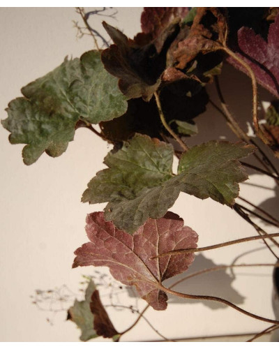 Гейхера дрібноквіткова Палас Пурпл | Heuchera micrantha Palace Purple | Гейхера мелкоцветковая Палас Пурпл