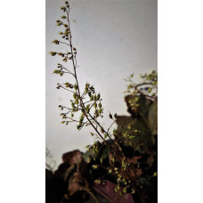 Гейхера дрібноквіткова Палас Пурпл | Heuchera micrantha Palace Purple | Гейхера мелкоцветковая Палас Пурпл